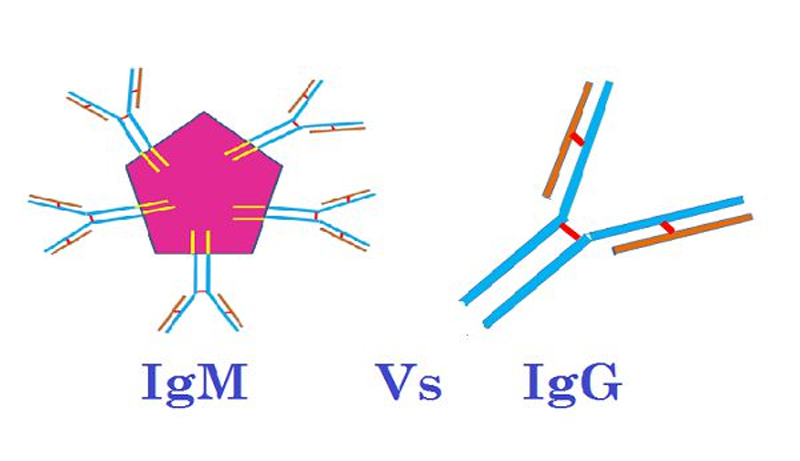 Igg это. Антитела IGM. IGG. Табличка антител. Обозначения антител IGM.